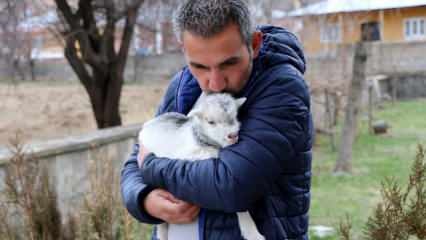 I giornalisti hanno salvato la vita a un cucciolo di capra che ha picchiato sua madre per l'orso