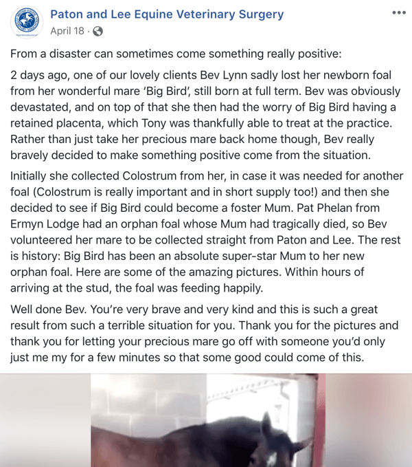 Esempio di un post su Facebook con una storia di Paton e Lee Equine Veterinary Surger.