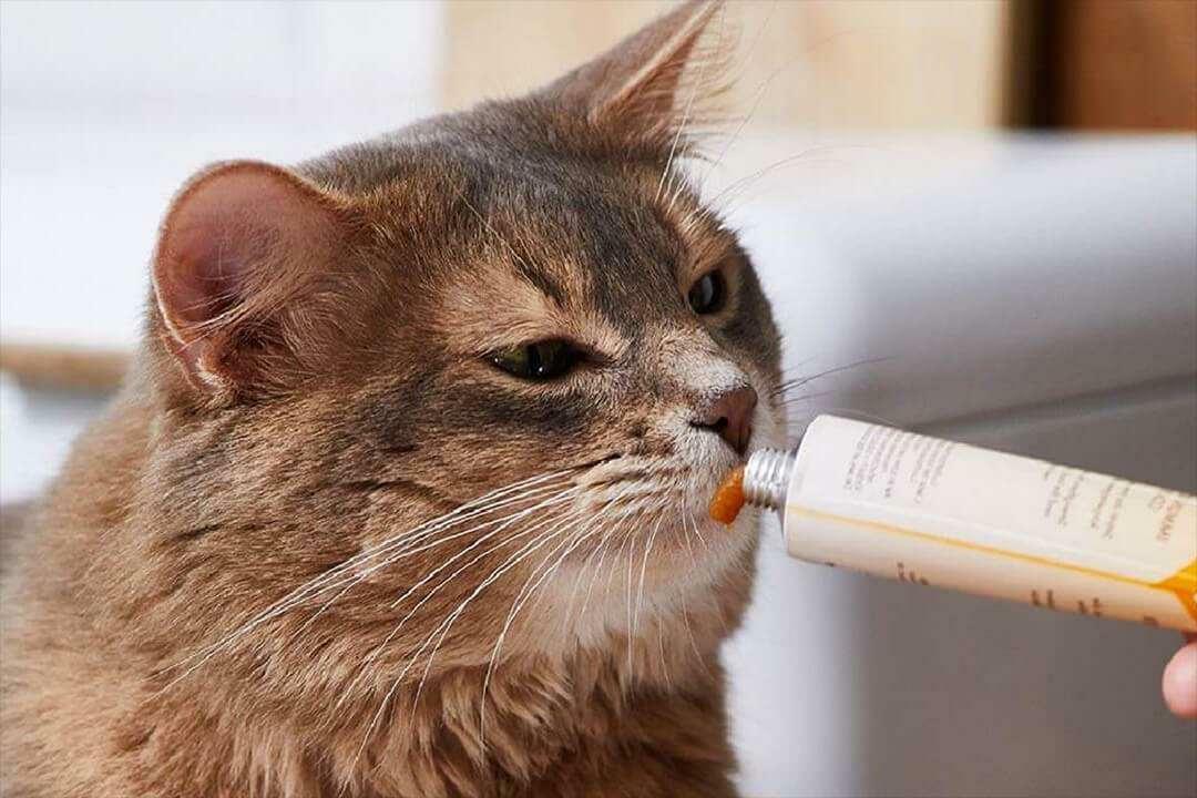 Modi per nutrire la pasta per gatti