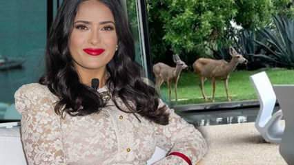 La star di Hollywood Salma Hayek ha condiviso sui social media il cervo che è entrato nel suo giardino!