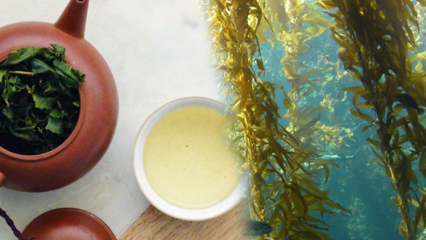 Quali sono i benefici del muschio? Come preparare il tè alle alghe e a cosa serve?