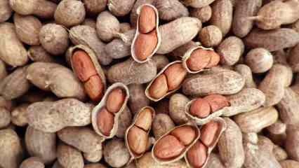 Quali sono i vantaggi delle arachidi? Se consumi una manciata di noccioline al giorno... 