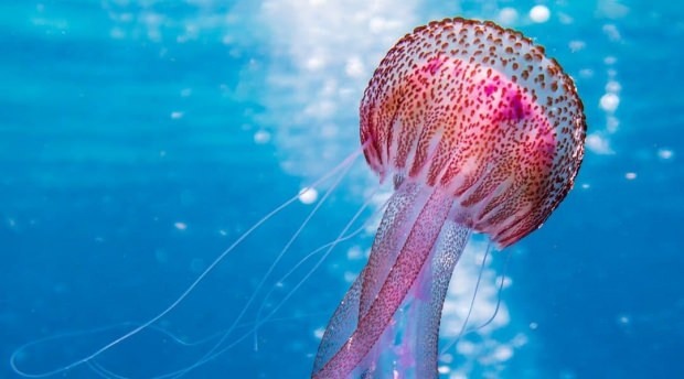 Cosa si dovrebbe fare nelle punture di meduse? Cose da sapere sulle meduse ...