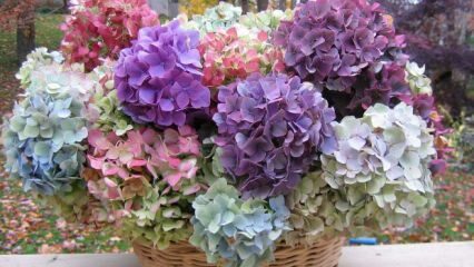 Come colorare i fiori di ortensia?