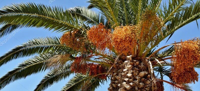 Cos'è una palma? Quali sono le proprietà della palma, come coltivarla