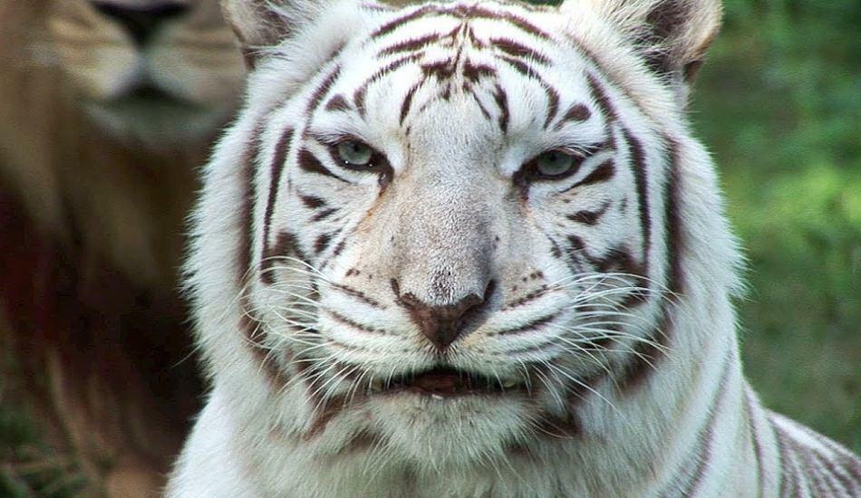 La tigre bianca nello zoo diffonde il pericolo