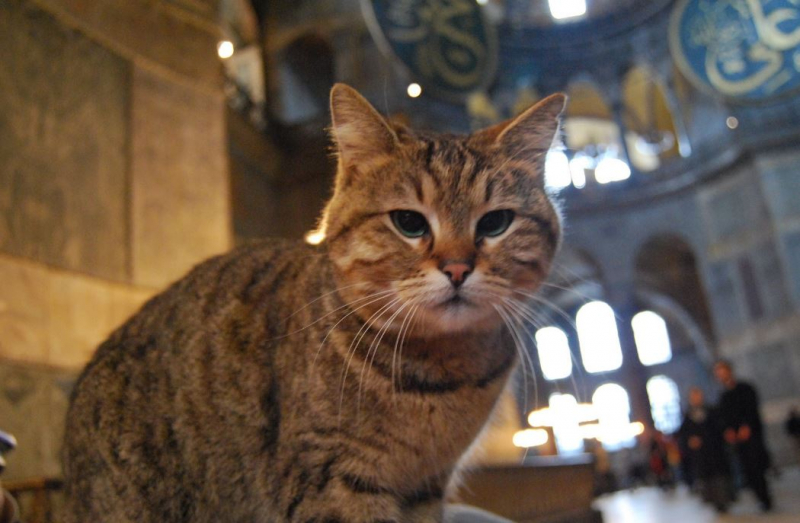 Il gatto Gli di Hagia Sophia