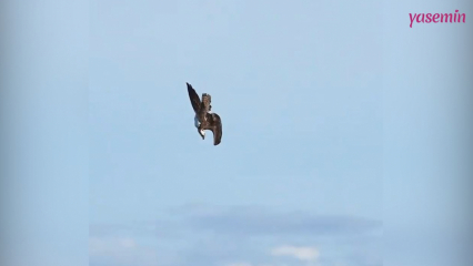 L'incredibile abilità di caccia di Fish Eagle!