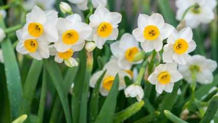 Qual è il significato del fiore di narciso, quali sono le sue caratteristiche e i suoi benefici? Come propagare un fiore di narciso