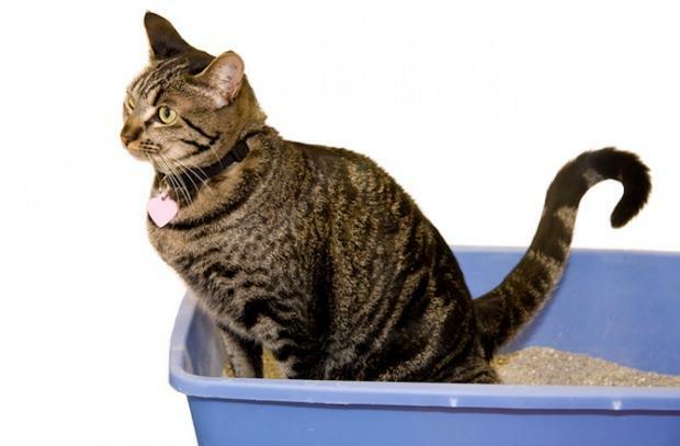 Come addestrare i gatti alla toilette