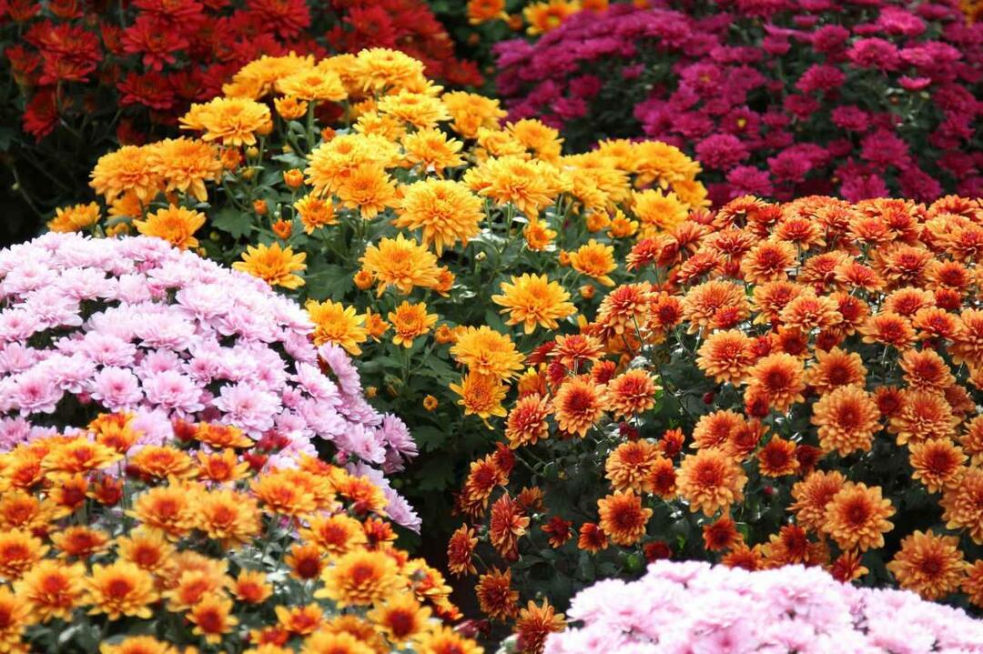 Quali sono i fiori di novembre? L'uso dei fiori nella decorazione domestica della stagione autunnale