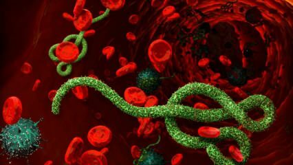 Cos'è il virus Ebola? Come viene trasmesso il virus Ebola? Quali sono i sintomi del virus Ebola? 