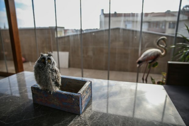 Un fotografo di Bursa dà da mangiare ai fenicotteri nella sua casa!