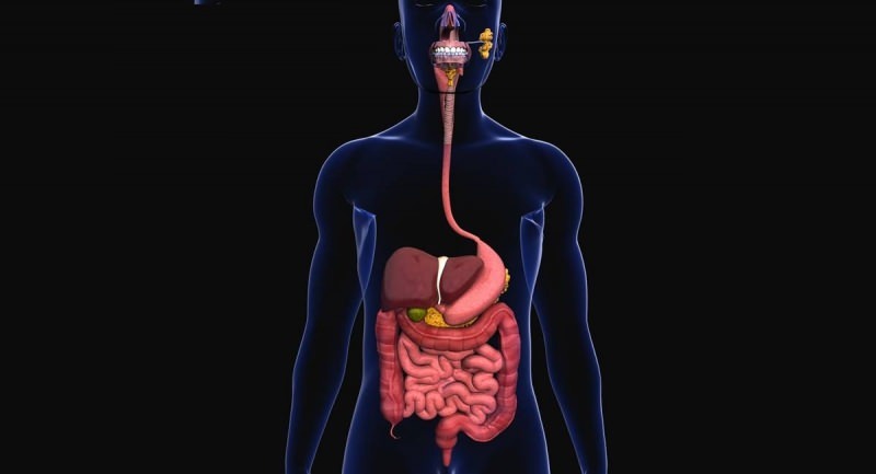 I probiotici sono utili per il funzionamento del sistema digerente