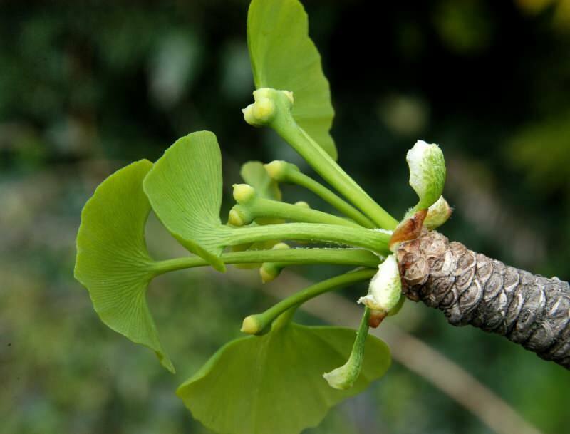 il ginkgo biloba è particolarmente benefico per la salute del cervello