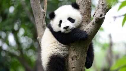 Il panda più piccolo del mondo è nato in Cina