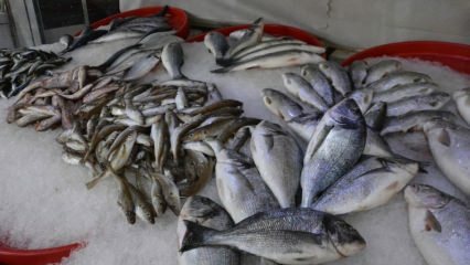 Quali pesci dovrebbero essere consumati in ottobre e quali sono i benefici?