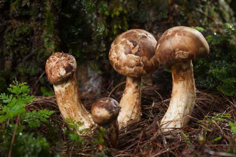 i funghi matsutake crescono sul fondo dei pini