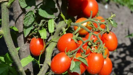 Come coltivare i pomodori in una pentola? La coltivazione del pomodoro più semplice