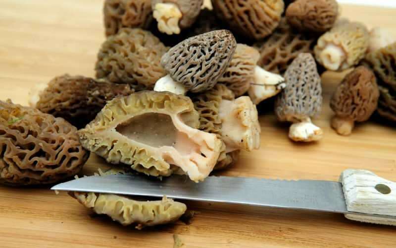 Quali sono i benefici dei funghi della pancia di agnello? Come consumare i funghi della pancia di agnello?