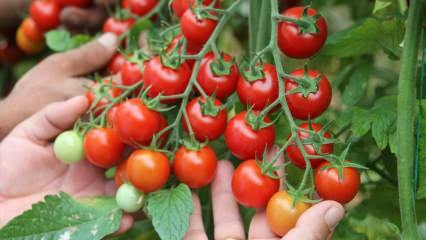 Qual è il vantaggio di mangiare pomodori con il sahur? Quali sono i benefici dei pomodori crudi? 