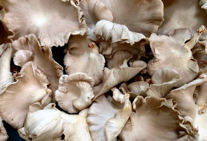 un consumo eccessivo di funghi può causare allergie all'avvelenamento 
