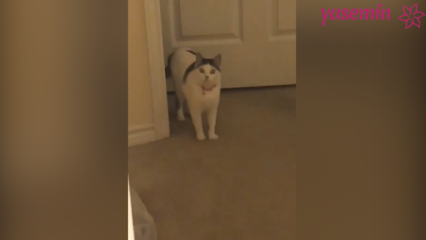Il gatto che reagisce agli ospiti che tornano a casa!
