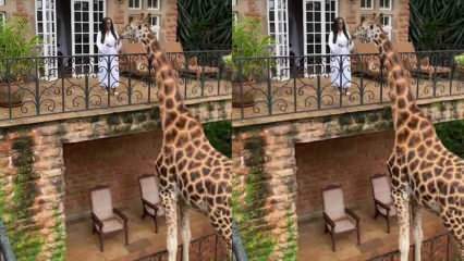 La donna che dà da mangiare alla giraffa dal balcone con le sue mani! 