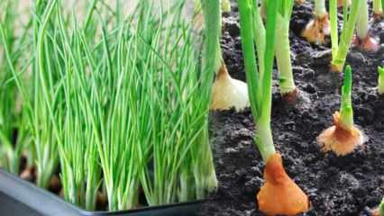 Come coltivare cipolle verdi in vaso? Suggerimenti per la coltivazione di cipollotti