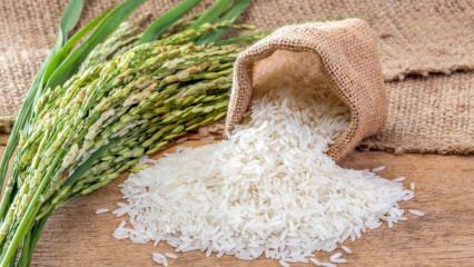Cos'è il riso Baldo? Quali sono le caratteristiche del riso Baldo? Prezzi del riso baldo 2020