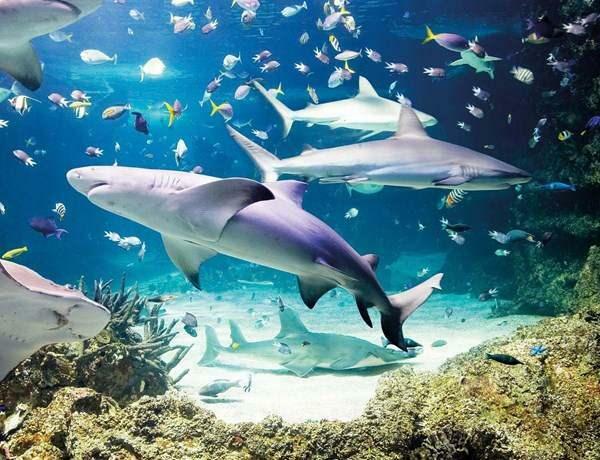  Acquario della vita marina di Istanbul