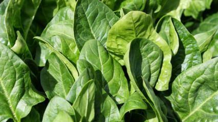 Gli spinaci sono velenosi? Quali sono i sintomi dell’avvelenamento da spinaci? Cosa causa l’avvelenamento da spinaci?