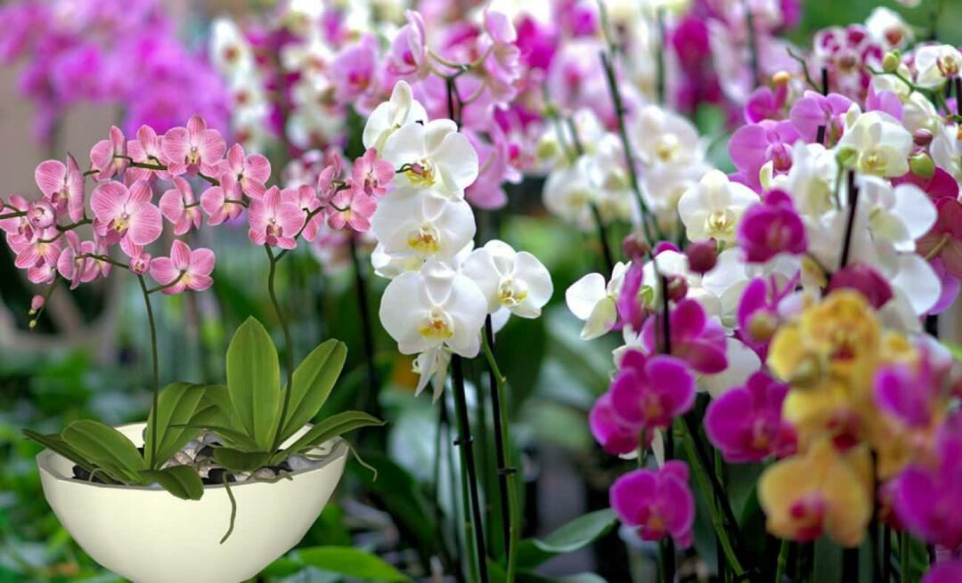 Come prendersi cura delle orchidee? Come propagare i fiori di orchidea? 5 cose che non piacciono ai fiori di orchidea