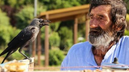 Mehmet Çevik, 74 anni, serve il tè con un corvo!