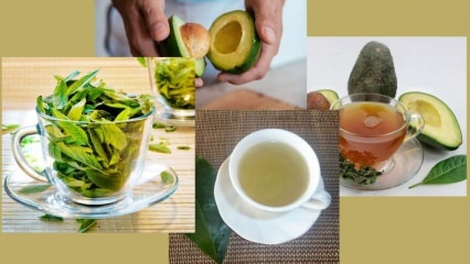 Quali sono i vantaggi del tè in foglie di avocado? Come preparare il tè alle foglie di avocado?