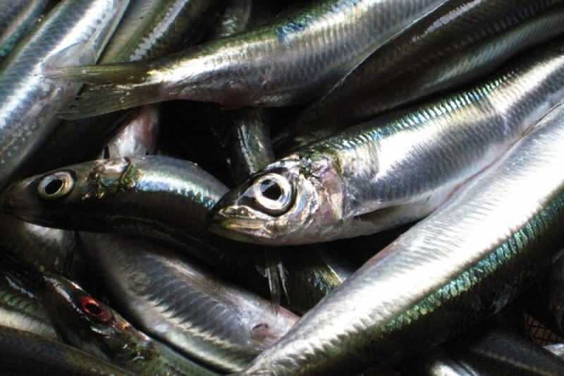 la sardina ha il valore di olio più alto tra le specie ittiche