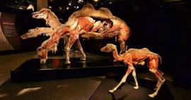 La mostra sull'anatomia degli animali reali sta arrivando in Turchia!