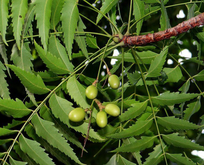 l'albero di neem è stato utilizzato nella medicina alternativa sin dai tempi antichi