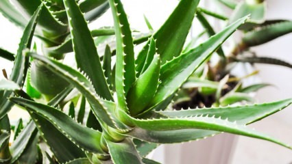Cos'è l'Aloe Vera? Quali sono i benefici per la pelle? Come si applica l'Aloe Vera sulla pelle?