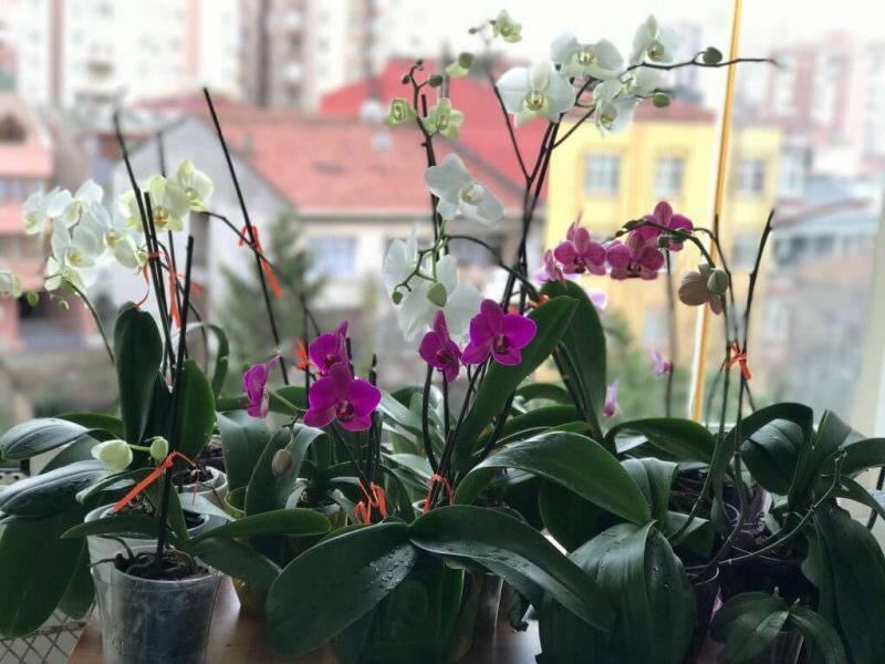 Come prendersi cura delle orchidee? Come innaffiare un'orchidea a casa? Metodo per ravvivare le orchidee