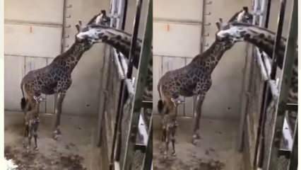 Le reazioni della giraffa, il padre, hanno scosso i social! 
