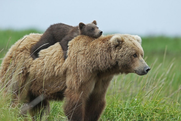 Come si dice vedere un orso in un sogno? Il significato di vedere la luna in un sogno ...