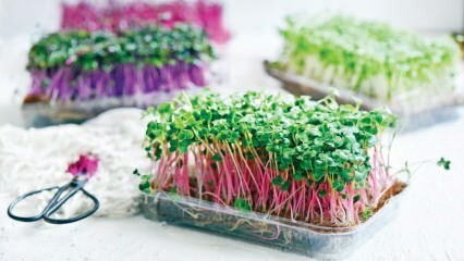 Cos'è un micro scatto? Come si coltiva un micro germoglio? Quali sono i vantaggi di micro sprout?