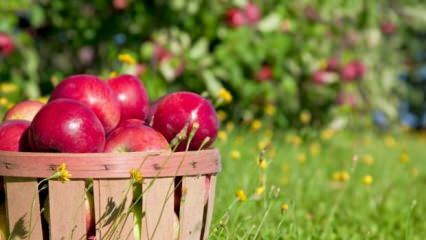 Suggerimenti per mantenere la mela fresca