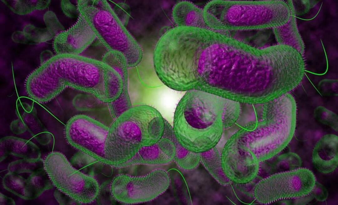Cos'è l'epidemia di colera? Quali sono i sintomi di un'epidemia di colera? Il colera appare nella zona del terremoto?