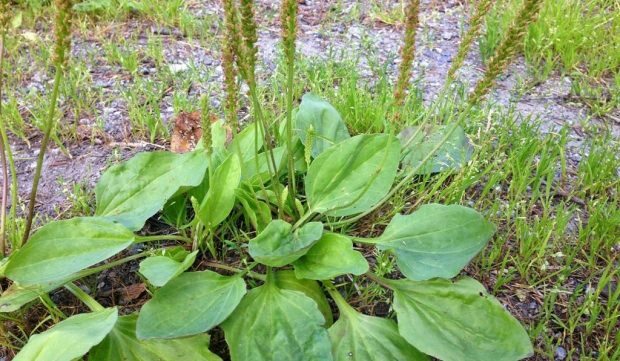 Curiosità su Plantain