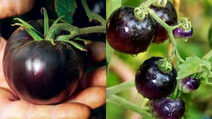 Nemico del cancro: cos'è un pomodoro nero? Quali sono i vantaggi dei pomodori neri?