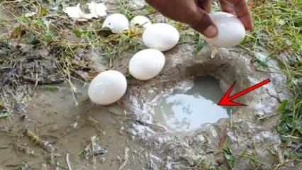 Il fenomeno di YouTube ha catturato il pesce rompendo un uovo nell'acqua! Ecco il risultato sorprendente ...