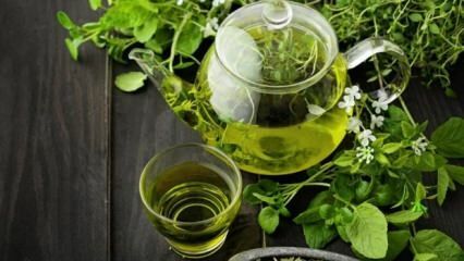 Quali sono i benefici del tè verde? Come bere il tè verde perderà peso? Dimagrimento veloce e sano con la dieta del tè verde
