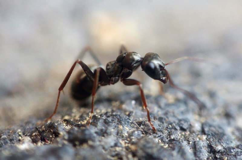 Metodo efficace per rimuovere le formiche a casa! Come possono essere distrutte le formiche senza uccidere?